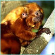 golden lion tamarin